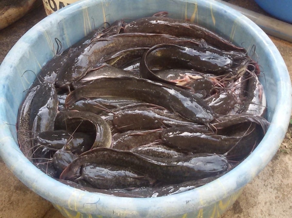 types-of-catfish-in-nigeria-how-to-procure-the-right-fingerlings